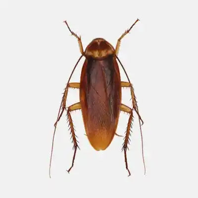 Cockroach