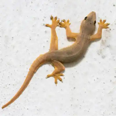 Lizard