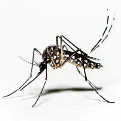 Mosquito