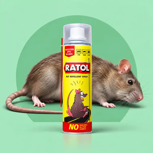 A can of Ratol rat repellent spray stands in front of a green studio background with a real rat behind it. 