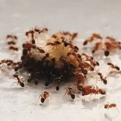 Ant