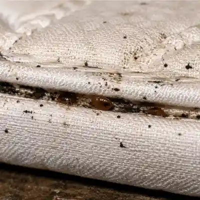 Bed Bug