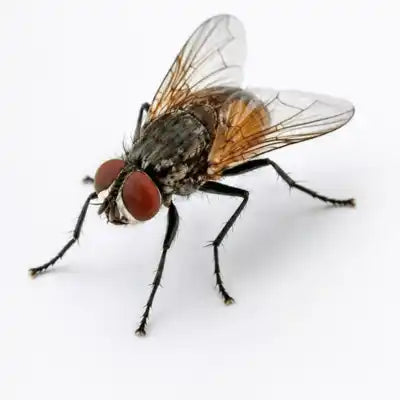 Fly